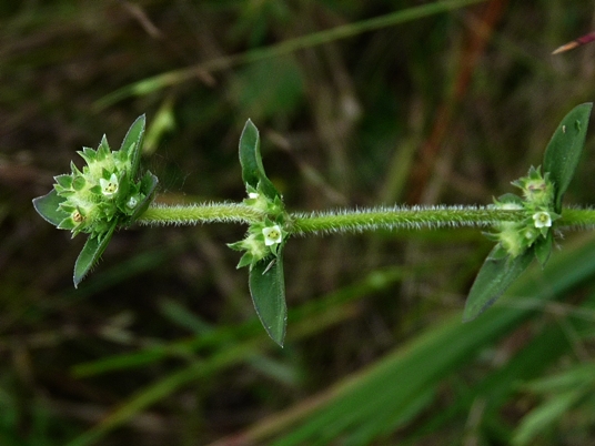 {Mitracarpus hirtus}